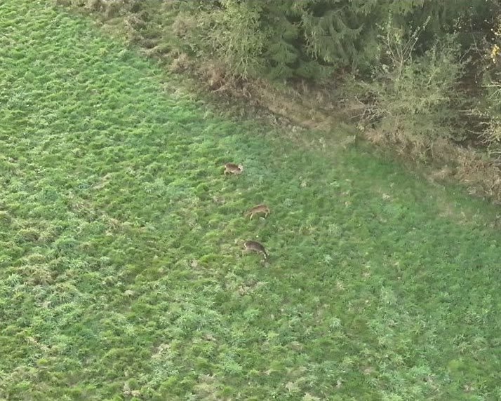 Wiese am Waldrand im Echtbild, die Tiere sind kaum zu erkennen